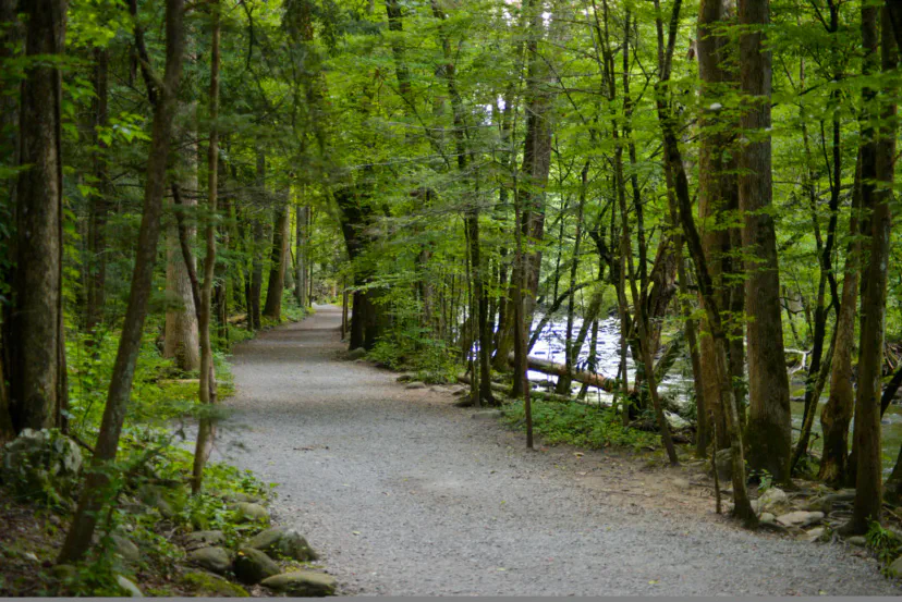 Bringen Sie Ihren Hund in die Smokies