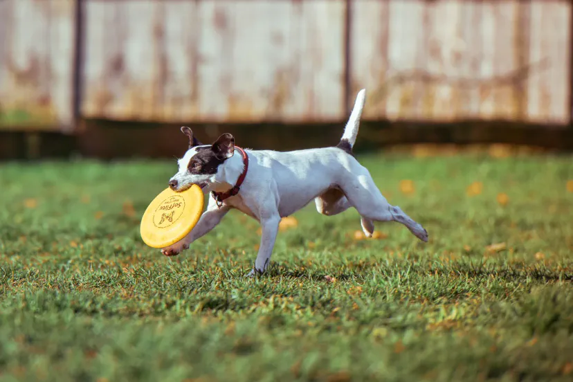 PetSafe Unleashed Dog Park