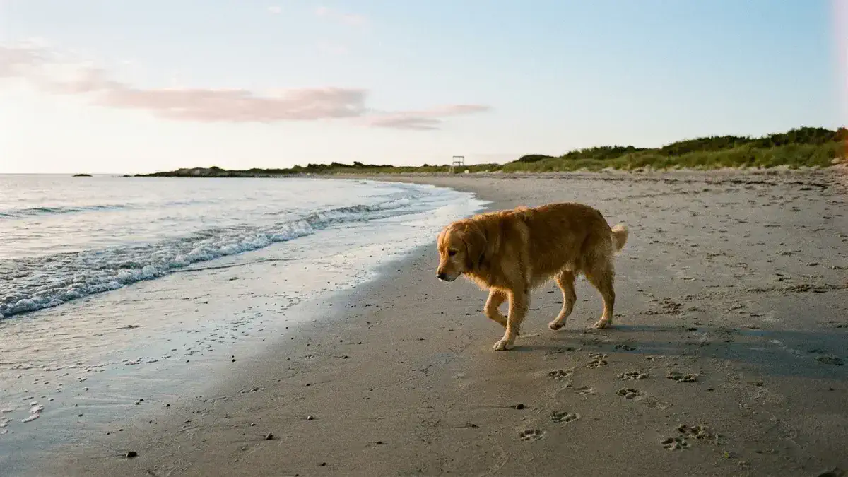 Dog walking an off-season Good Harbor Beach Gloucester morning