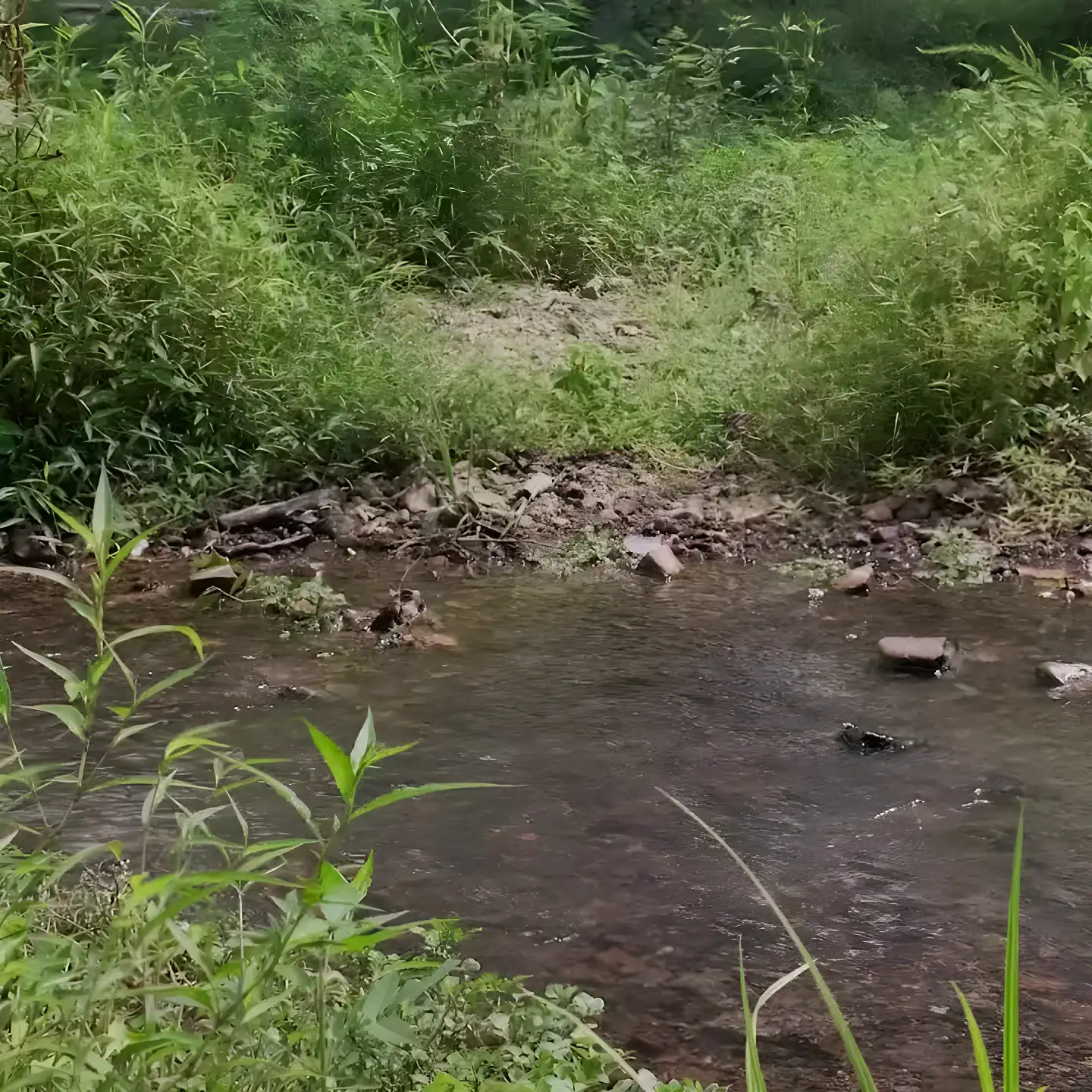 Serene creek surrounded by lush greenery and tall grass
