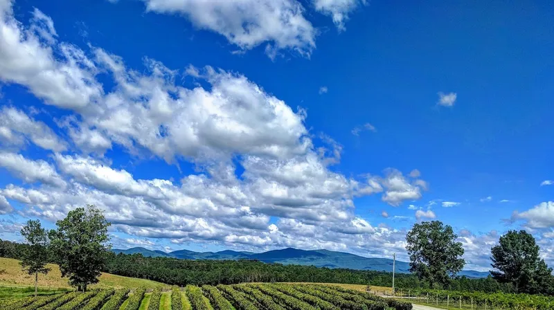 Wineries in North Georgia