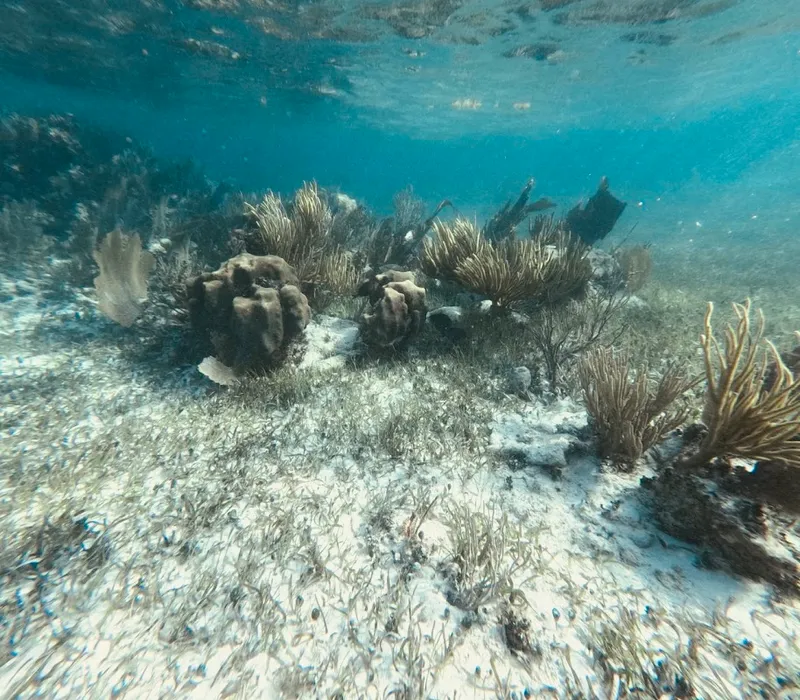 Snorkeling at the Great Mesoamerican Reef