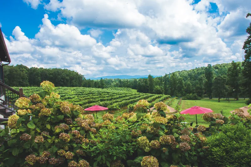 Explore Local Wineries Near Ellijay