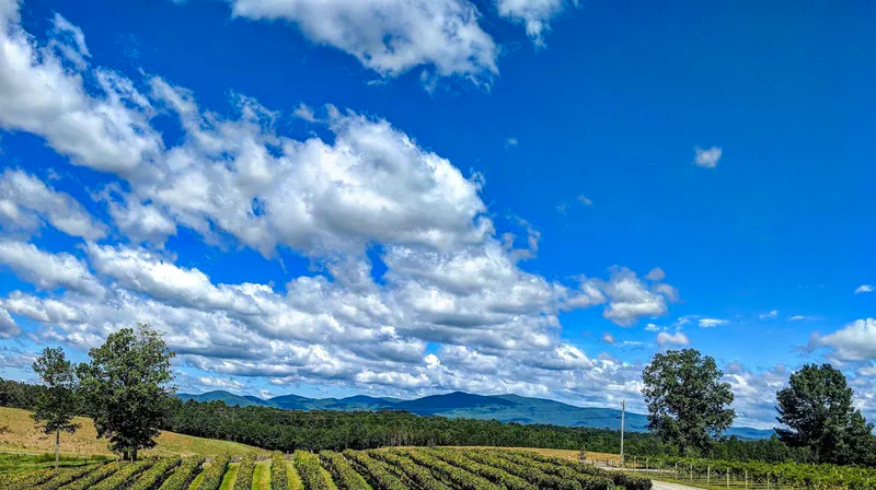 Explore Local Wineries and Tasting Rooms