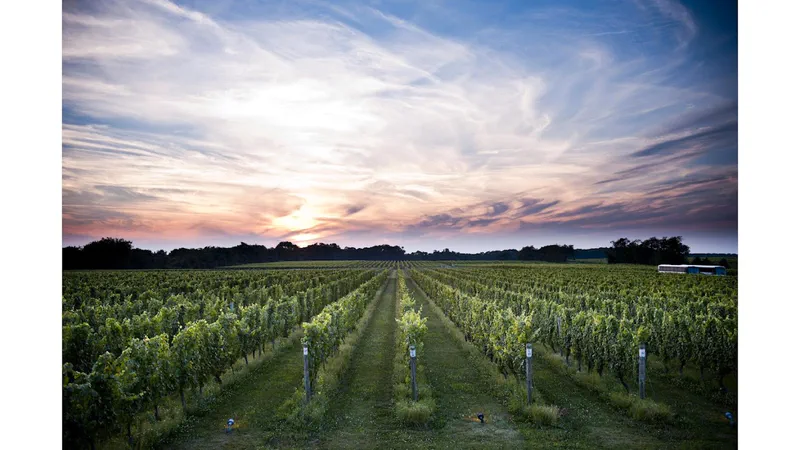 Cutchogue Wineries: Taste Local Wines
