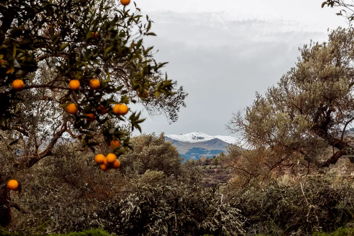 Cortijo Laureles Guide